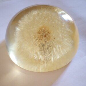 Vintage 1950s Dandelion Bloom In Resin Mid-Century Decor Paperweight